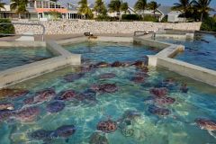Cayman turtle farm