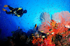 Diving-with-coral