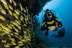 diving-with-fish