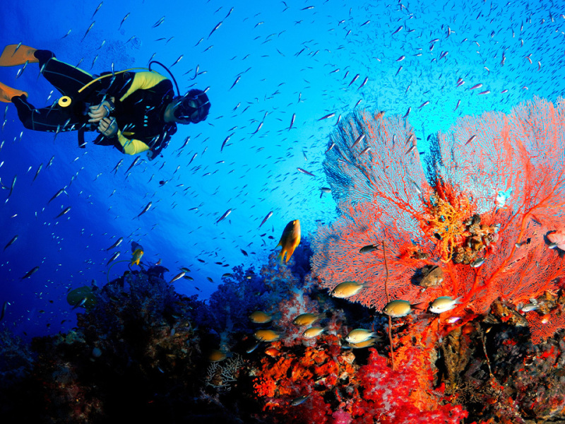 Diving-with-coral