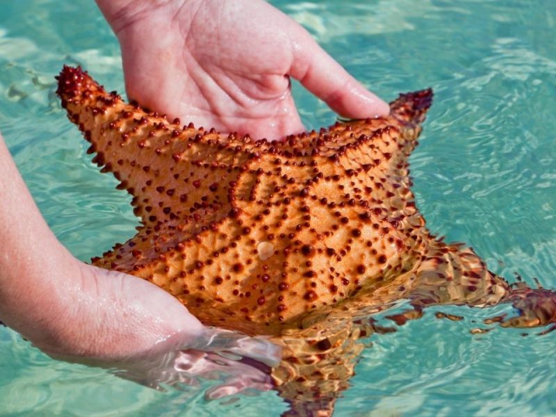 Starfish being held
