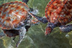 Cayman turtles