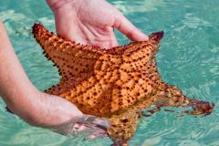 Starfish being held
